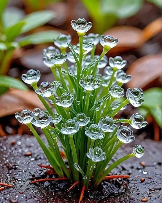 İskelet Çiçek, Kristal Çiçek, Diphylleia Grayi.