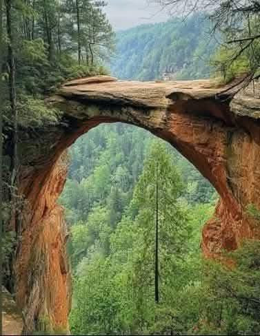 Red River Gorge'daki Doğal Köprü