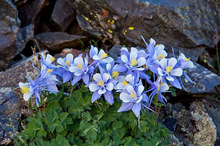 Colorado Columbine