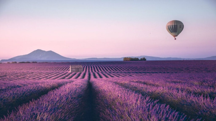 Lavender Fields – Fransa