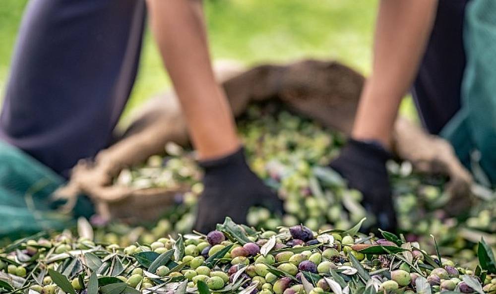 30 bin kilometre uçtular Türkiye'nin Avustralya'ya zeytin ve zeytinyağı ihracatını yüzde 143 artırdılar