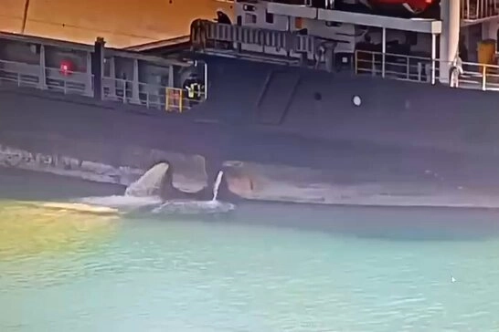 Mersin Limanı&rsquo;nda denizi kirleten gemiye 13,1 milyon TL ceza