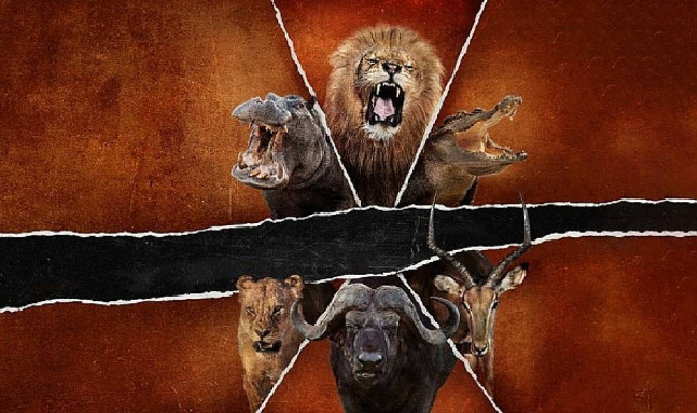 '&Ouml;l&uuml;mc&uuml;l Safari: B&uuml;y&uuml;k Kedilerin Savaşı',   15 Şubat Pazar Saat 20.00'de   National Geographic WILD Ekranlarında!