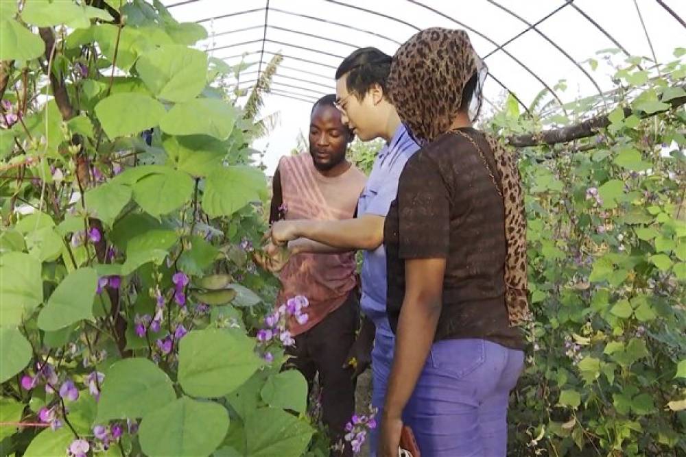 Çin’den 21 Afrika ülkesine tarım teknolojisi desteği
