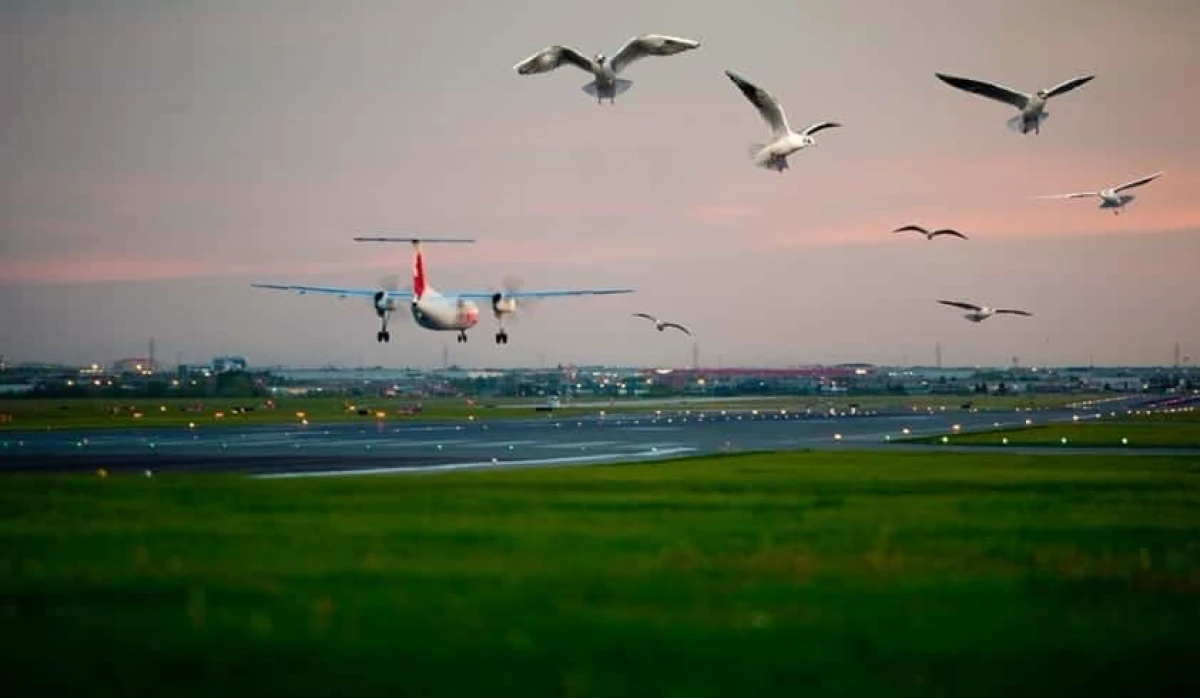 Havalimanlarına Kuş ve Dron &Ouml;nleme Sistemi: Savuran Projesi