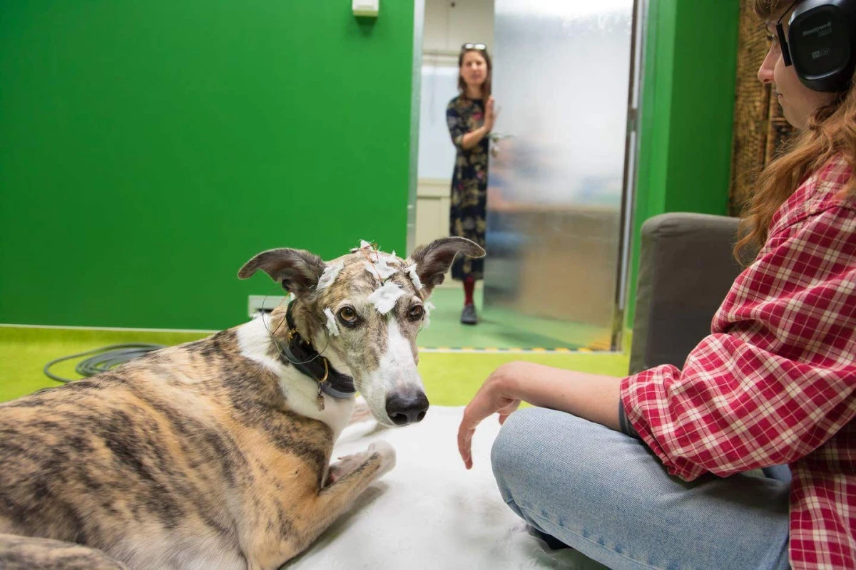 Köpeklerin İnsan Gibi Düşünme Yeteneği Kanıtlandı Zihinsel Haritalama Yaptıkları Ortaya Çıktı